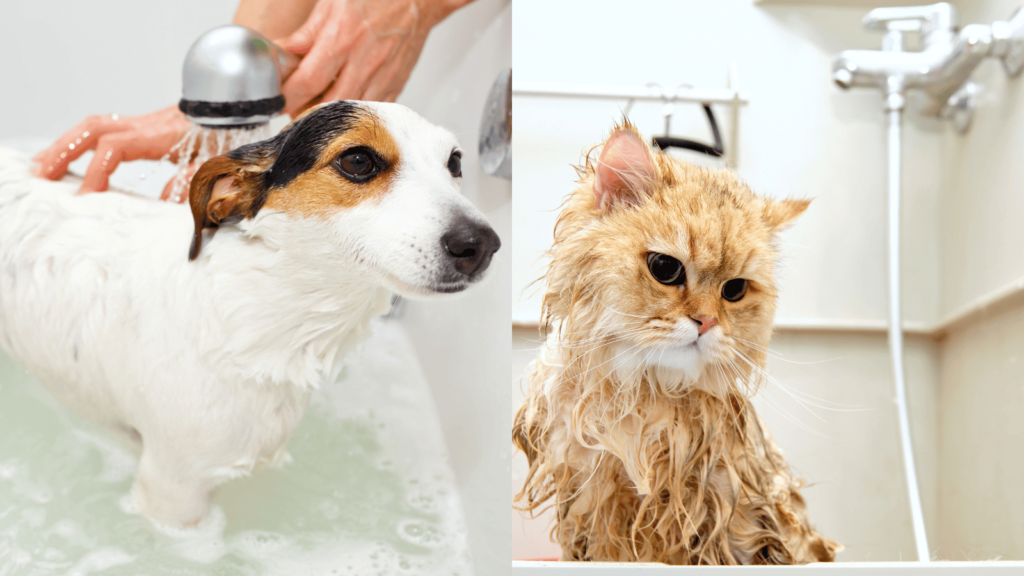 Pet bath and shampoo