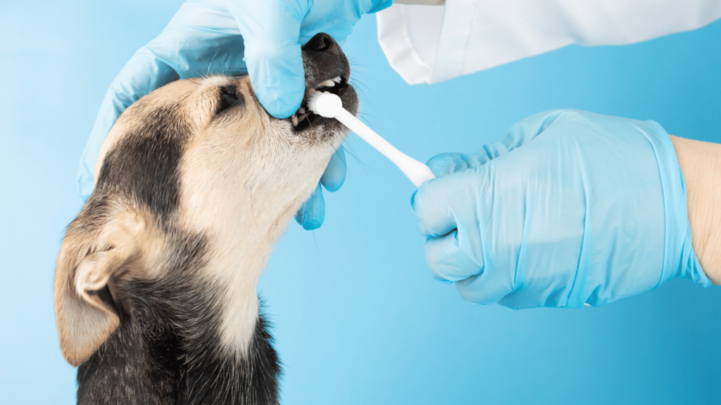 pet dental product