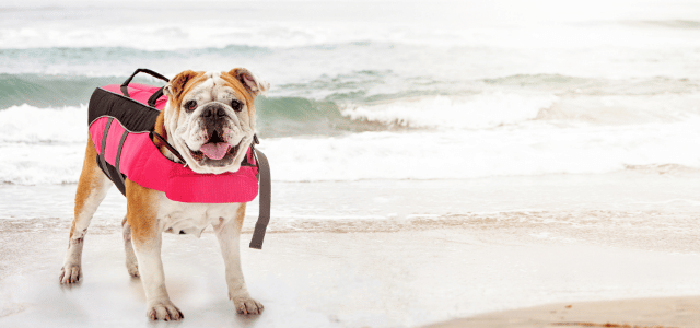 pet floating life jacket