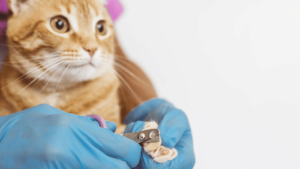 Microchipping pets