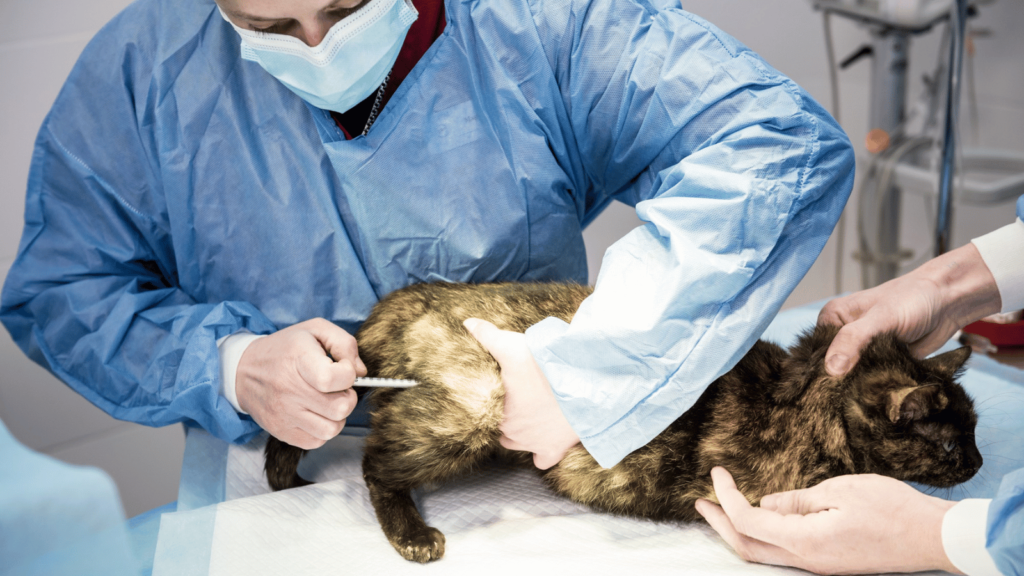 neutering your pet