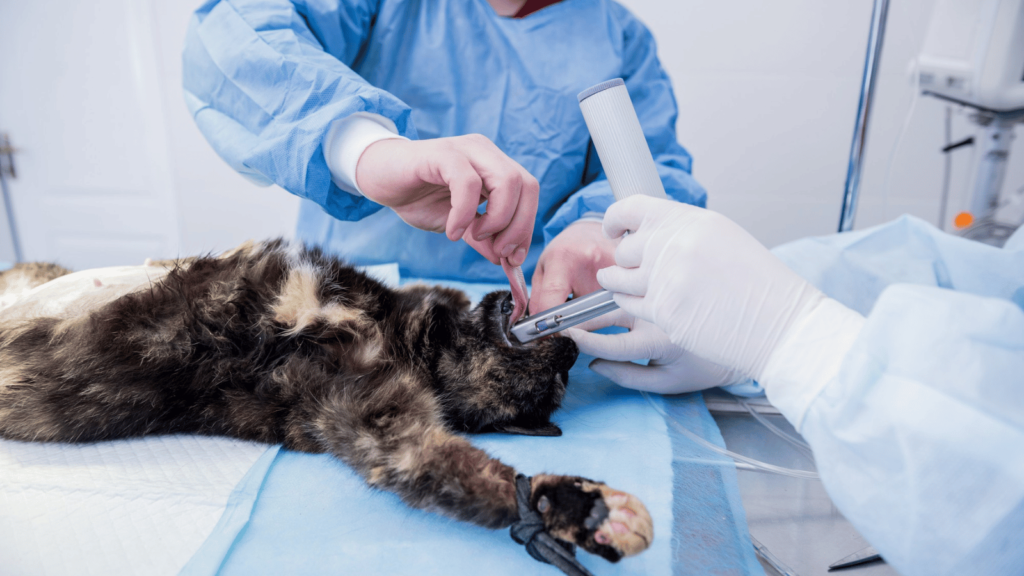 pet spaying 1