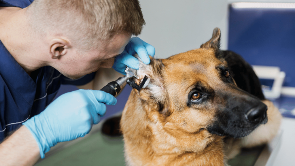 what is microchipping pets