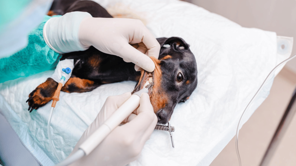 Professional dental treatments for pets