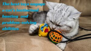 Cat toys