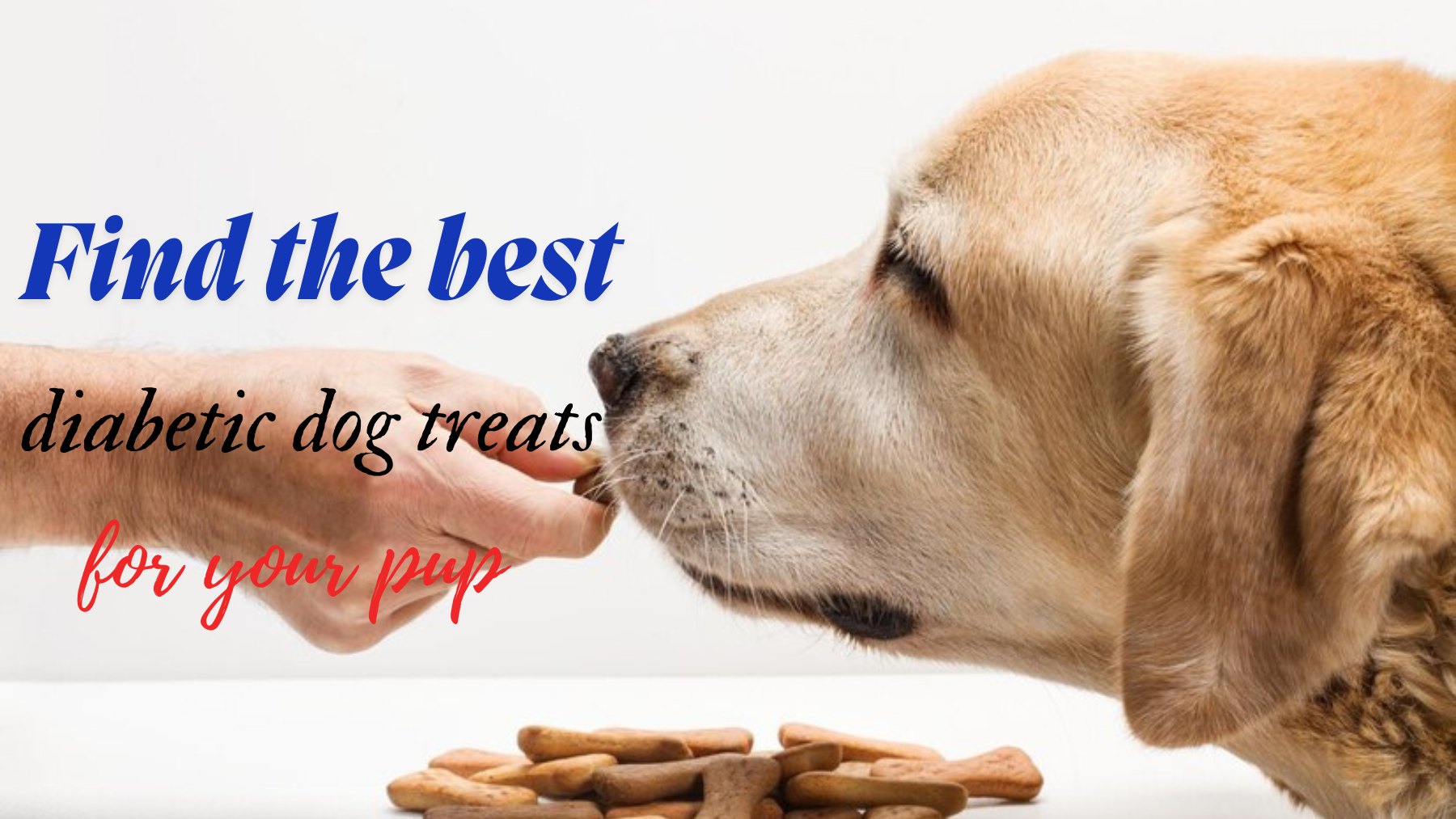 Diabetic dogs treats 1