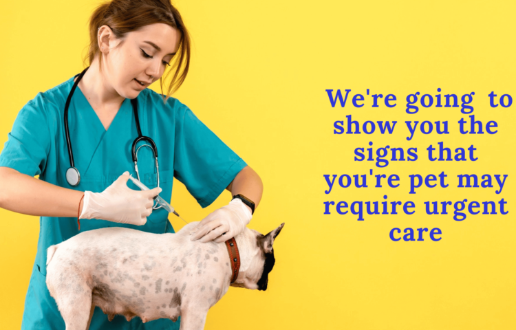 Pet urgent care