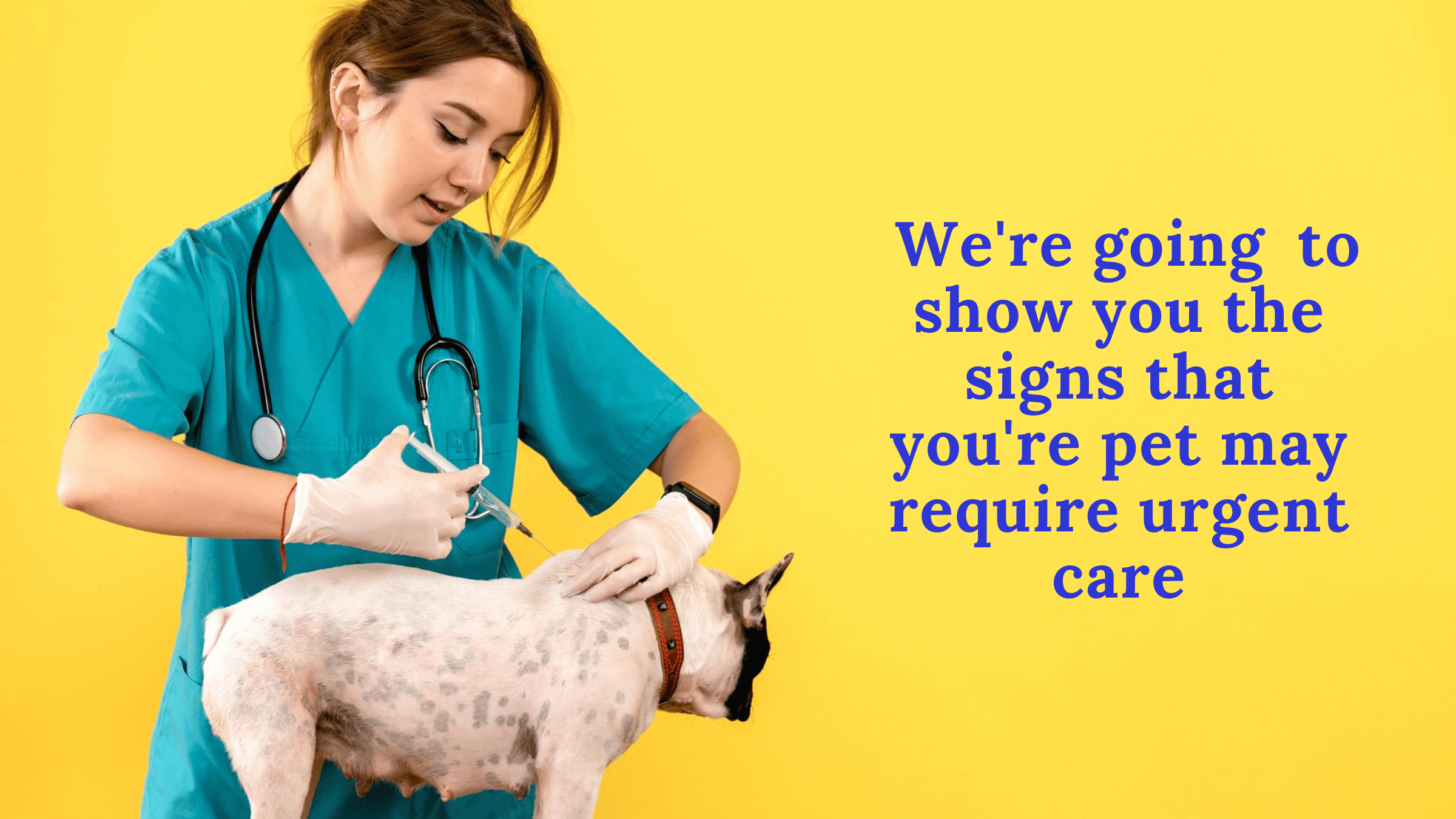 Pet urgent care