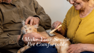 Senior pet health