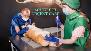 acute pet urgent care