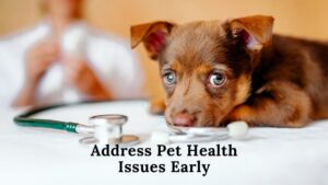 addressing pet health issues early