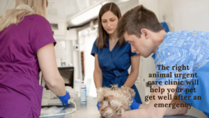 animal urgent care clinic