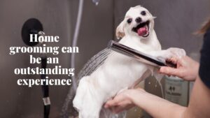 basic pet grooming