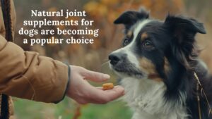 dog joint supplement