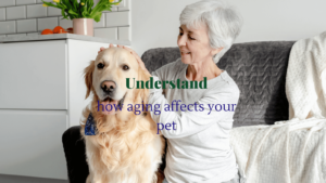 elder pet care-1