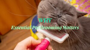 essential pet grooming-1