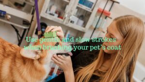 pet grooming