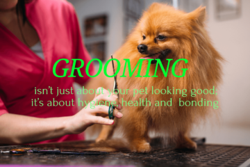 pet grooming kit