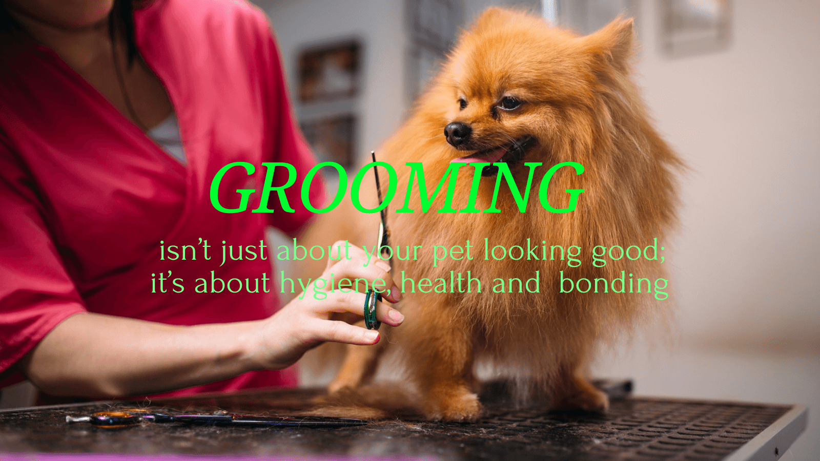 pet grooming kit