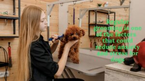 pet grooming on a budget