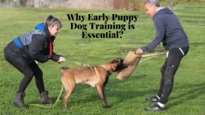 puppy dog training