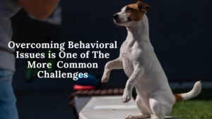 reward-based pet training