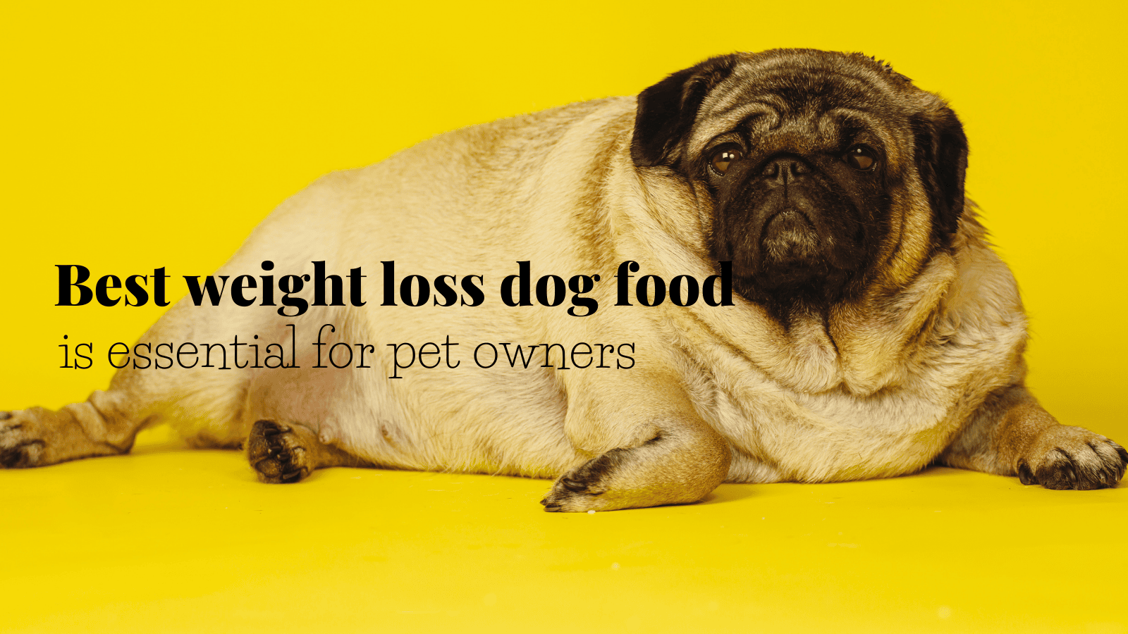 best weight loss dog food