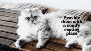 Blue Persian cat