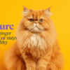 Ginger Persian cat