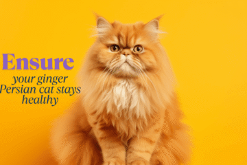 Ginger Persian cat