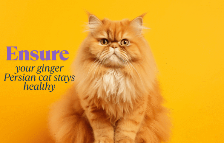 Ginger Persian cat