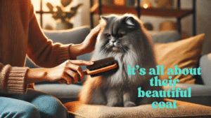 Gray Persian cat-1