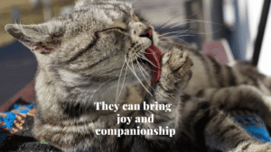 Gray Persian cat breed