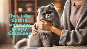 Gray Persian cat care