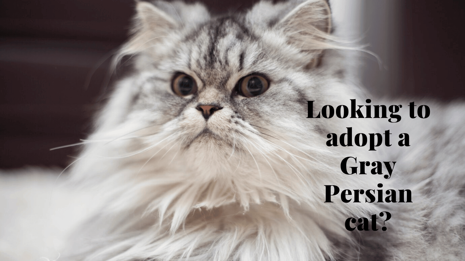 Gray Persian cat: A Comprehensive Guide for Pet Owners
