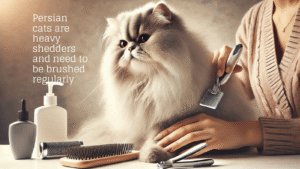Persian Cats Grooming