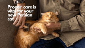 Persian cat care-1