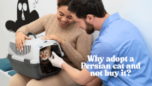 Persian cat care