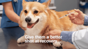 dog diabetes treatment