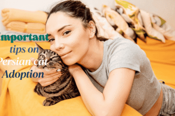 persian cats for adoption