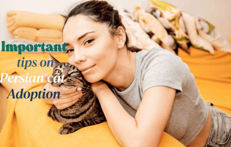 persian cats for adoption