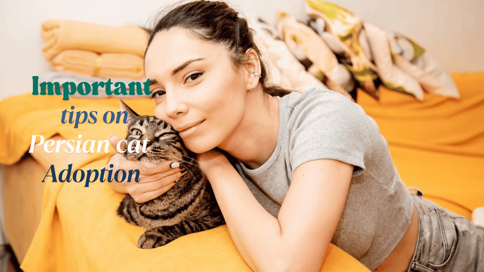 persian cats for adoption