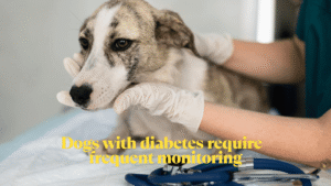 signs of dying dogs