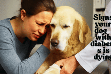 signs your dog with diabetes is dying