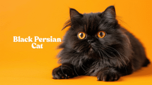 Black Persian Cat