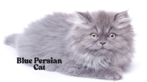 Blue Persian Cat