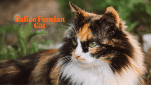 Calico Persian Cat
