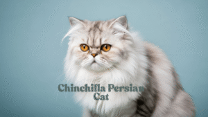 Chinchilla Persian Cat