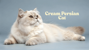 Cream Persian Cat