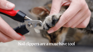 Essential Grooming Tools